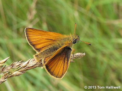 European Skipper